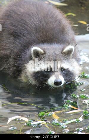 Waschbär in Dierenrijk Mierlo in den Niederlanden Stockfoto