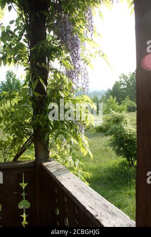 Glyzinie Pflanze, die um einen hölzernen Pfosten wächst Stockfoto