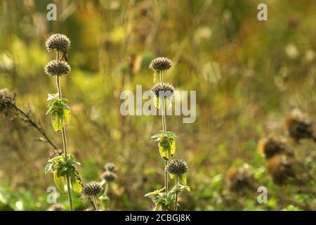 Samenkapseln von Mentha aquatica (Wasserminze) im Herbst Stockfoto