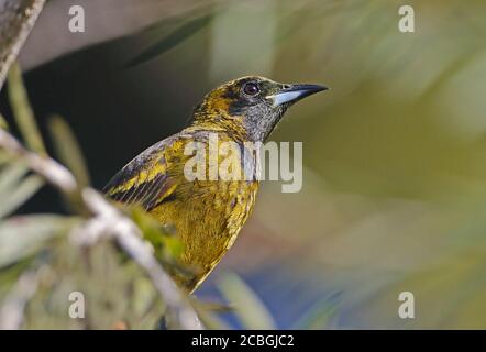 Kubanischer Oriole (Icterus melanopsis) Nahaufnahme der unreifen (kubanischen endemischen) Halbinsel Zapata, Kuba März Stockfoto