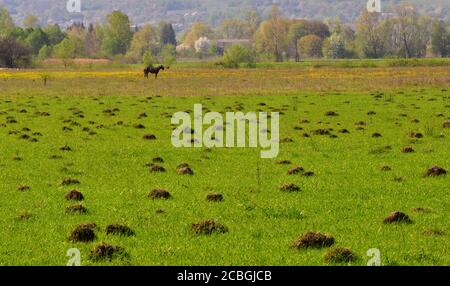 Ein Feld mit Höhlen gegraben. Ein Pferd auf der Weide. Stockfoto