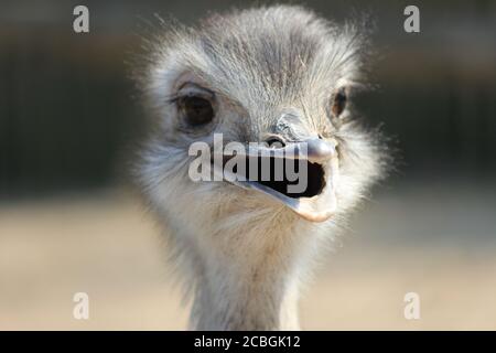 Rhea im Overloon Zoo in den Niederlanden Stockfoto