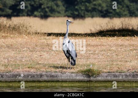 Graureiher (Ardea cinerea), Long Water, Home Park, Hampton Court, East Molesey, Surrey, England, Großbritannien, Großbritannien, Großbritannien, Großbritannien, Europa Stockfoto