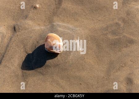 Eine Nahaufnahme einer offenen Muschel links Auf dem nassen Sand bei Ebbe Stockfoto