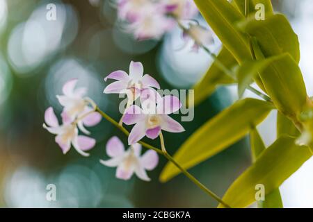 Orchidee im Garten im Winter oder Frühling Postkarte Schönheit und Landwirtschaft Idee Konzept Design. Phalaenopsis Orchidee. Stockfoto