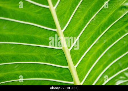 Struktur der Palme in der Morgensonne. Makro, tropisches Naturmuster. Frische grüne Palmenblätter Stockfoto