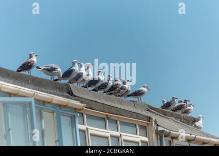 Eine Nahaufnahme der Möwen, die in einem warten Lange Linie auf einem Dach eines Ferienhauses Am Strand warten, um Essen zu sammeln Stockfoto