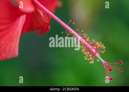 Rote Hibiskusblüte, Makroansicht. Tropisches Naturmuster, floraler Hintergrund mit verschwommener grüner Natur Stockfoto