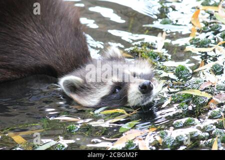 Waschbär in Dierenrijk Mierlo in den Niederlanden Stockfoto