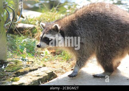 Waschbär in Dierenrijk Mierlo in den Niederlanden Stockfoto