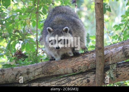 Waschbär in Dierenrijk Mierlo in den Niederlanden Stockfoto