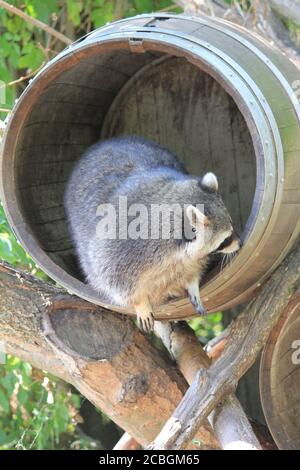 Waschbär in Dierenrijk Mierlo in den Niederlanden Stockfoto