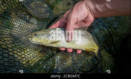 Eine seltene Marmorforelle mit einer Fliege im Maul in einem Fischernetz, gefangen auf dem Soca-Fluss in Slowenien Stockfoto