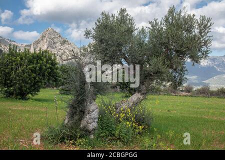 Alter Olivenbaum in der Nähe der Stadt Bunyola, Mallorca, Balearen, Spanien, Europa Stockfoto