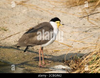 Porträt des maskierten Kiebitz (Vanellus Miles) Stockfoto