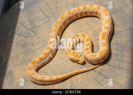 Python molurus rollte sich auf Holzscheibe. Exotisches Haustier, Tapete, Poster, Hintergrund, Nahaufnahme, Draufsicht Stockfoto