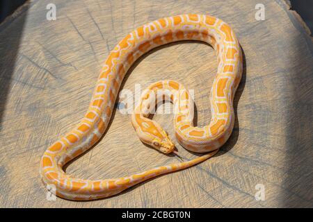 Draufsicht auf Python molurus auf Holzscheibe zusammengerollt. Exotisches Haustier, Tapete, Poster, Hintergrund, Nahaufnahme Stockfoto