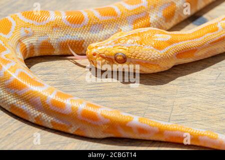 Makro von Python molurus Kopf und Schwanz auf Holzoberfläche. Nahaufnahme, Poster, Tapete, Hintergrund, exotisches Haustier Stockfoto