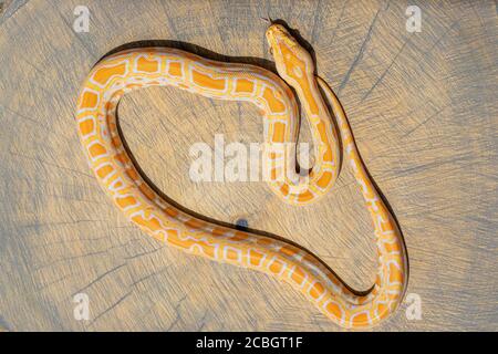 Nahaufnahme und Draufsicht von Python molurus auf Holzschnitt. Hintergrund, Tapete, Poster, exotische Haustier Idee Stockfoto