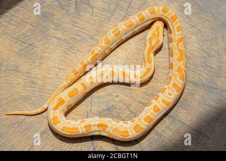 Draufsicht und Nahaufnahme von Python molurus auf Couchtisch zusammengerollt. PET-Idee, Poster, Tapete, Hintergrund Stockfoto