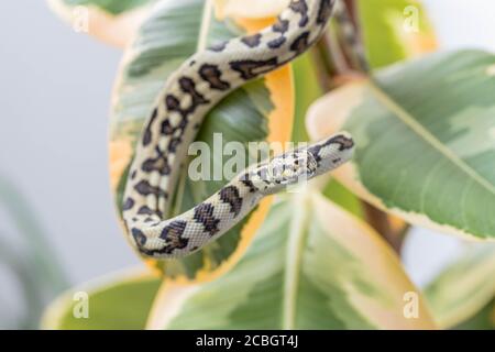 Makro von morelia spilota, die auf Blättern der Gummifeige hängt und die Kamera anschaut. Zusammengekrümmte Schlange. Exotisches Haustier. Poster, Tapete. Nahaufnahme Stockfoto