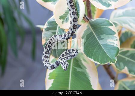 Nahaufnahme von morelia spilota, die auf Blättern von Gummifeige hängt. Schlange, exotisches Haustier. Makro. Tapete, Poster, Hintergrund Stockfoto