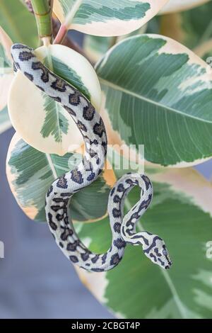 Morelia spilota. Schlange, die auf den Blättern der Gummifeige hängt. Exotisches Haustier. Nahaufnahme, Makro. Tapete, Poster, Hintergrund Stockfoto