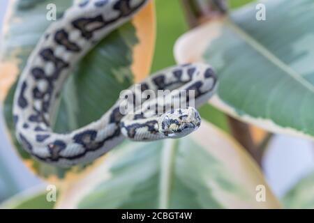 Morelia spilota. Makro der Schlange, die auf Blättern der Gummifeige hängt und die Kamera anschaut. Exotisches Haustier. Nahaufnahme. Tapete, Poster, Hintergrund Stockfoto