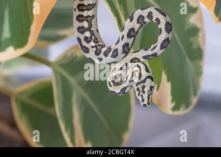 Morelia spilota, die auf den Blättern der Gummifeige hing und sich zusammengerollte. Schlange, exotisches Haustier. Nahaufnahme, Makro. Tapete, Poster, Hintergrund Stockfoto