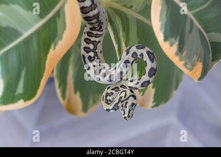 Morelia spilota. Schlange zusammengerollt und hängend auf Blättern der Gummifeige. Exotisches Haustier. Nahaufnahme, Makro. Tapete, Poster, Hintergrund Stockfoto