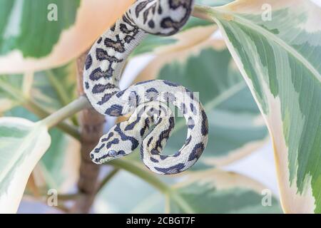 Morelia spilota, die auf den Blättern der Gummifeige hängt und wegschaut. Schlange, exotisches Haustier. Nahaufnahme, Makro. Tapete, Poster, Hintergrund Stockfoto