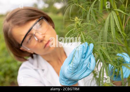 Porträt eines Wissenschaftlers in einer Maske, die die Blätter von Hanf untersucht. Cannabispflanze als Medizin. Stockfoto