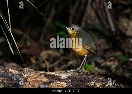 Eine Speckle-breasted Antpitta (Hylopezus nattereri) Aus dem atlantischen Regenwald von Süd-Brasilien Stockfoto