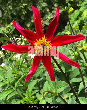 Dahlia 'Honka Red' und Biene, Stockfoto