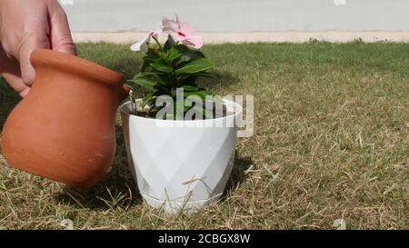 Eine Frau gießt Wasser auf neu gepflanzte Blumen. Blumen in einem Topf. Nahaufnahme Stockfoto