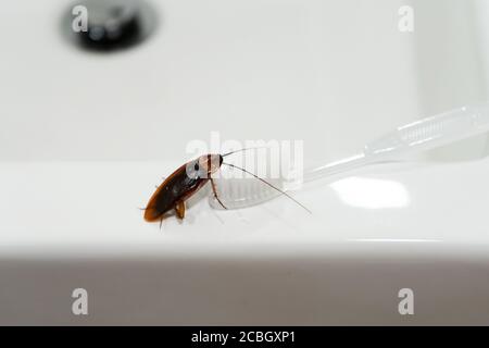 Kakerlake im Bad auf dem Waschbecken. Das Problem mit Insekten Stockfoto