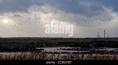 Szene des Feuchtgebiets im Naturschutzgebiet in Pulborough. Bild zeigt den Sumpf in der Mitte mit Gras und Schilf auf beiden Seiten. Ein großer fl Stockfoto