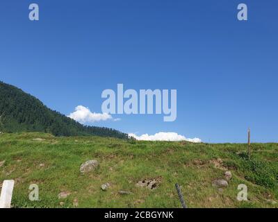 Grüne Pflanzen Reisfelder und blauer Himmel eine natürliche Schönheit und schöne Landschaft im Sommer. Landschaftsansicht der Natur sieht cool aus. Kleine Bäume wachsen Stockfoto