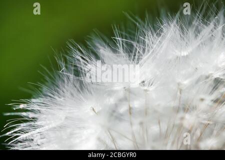 Makroaufnahme von Löwenzahn. Taraxacum officinale. Stockfoto