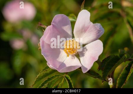 Nahaufnahme einer blühenden Hundsrose (rosa canina) Stockfoto