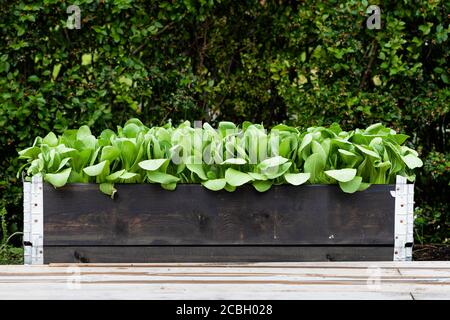 Eine Box mit gepflanzten pak Choy, pak Choi oder bok Choy. Asiatischer chinakohl. In einem umschrammten Garten. Das Hochbett ist schwarz mit Metallecken. Stockfoto