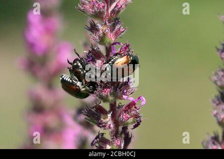 Japanische Käfer über die Pflanzenwelt Stockfoto