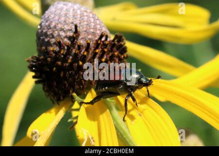 Japanische Käfer über die Pflanzenwelt Stockfoto