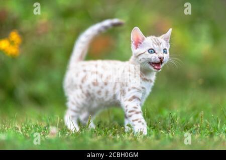 Ein süßes weißes Snow Bengal Kätzchen im Freien, das im Gras läuft. Die neugierige kleine Katze ist 7 Wochen alt, und sie hat ihren Mund geöffnet, mäht. Mit einigen Stockfoto