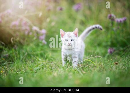 Ein süßes weißes kleines Bengalkätzchen im Freien im Gras. Die neugierige kleine Katze ist 7 Wochen alt, und sie schaut in die Kamera, schaut auf den viewe Stockfoto