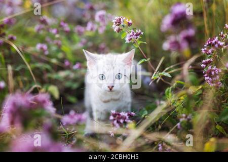 Ein süßes weißes kleines Snow Bengal Kätzchen im Freien umgeben von lila Blumen, Oregano Kraut. Die neugierige kleine Katze ist 7 Wochen alt. Die Katze ist zentriert Stockfoto