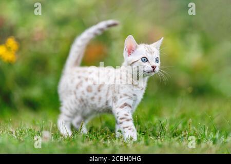 Ein süßes weißes kleines bengalisches Kätzchen im Freien, das im Gras läuft. Die neugierige kleine Katze ist 7 Wochen alt, und sie schaut weg von der Kamera. Mit som Stockfoto