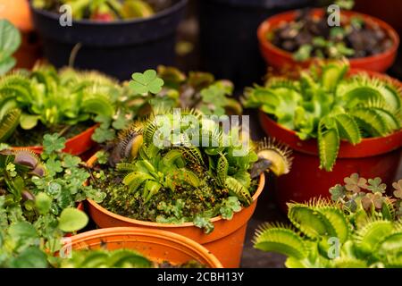 Haushalt Indoor räuberische Blumen Fliegenfänger in Töpfen. Hausangepflanzenladen Stockfoto