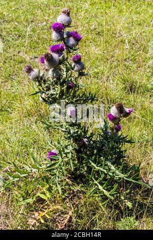 Stachelige stachelige Distel auf der Wiese. Violette Blume. Stockfoto