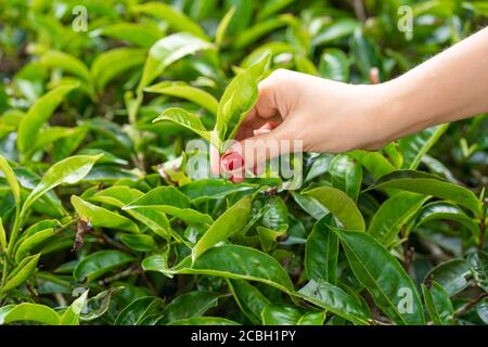 Aus der Nähe sammelt das Mädchen sanft die oberen Teeblätter aus grünen Büschen hoch in den Bergen. Tea Valley Teeproduktion. Stockfoto